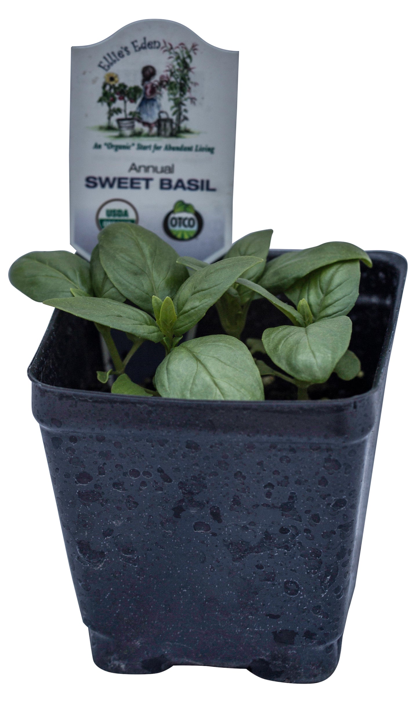 Basil, Sweet, Organic