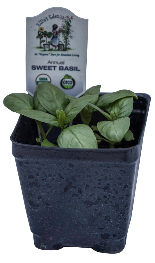 Basil, Sweet, Organic