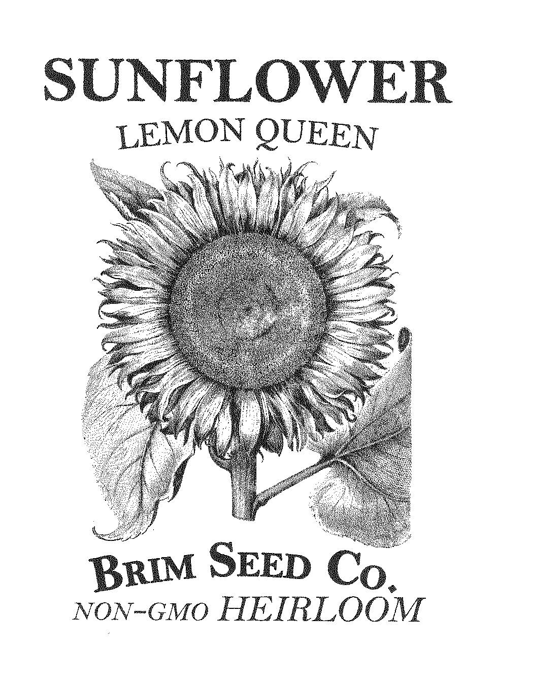 Flower, Sunflower, Lemon Queen, Heirloom Seed