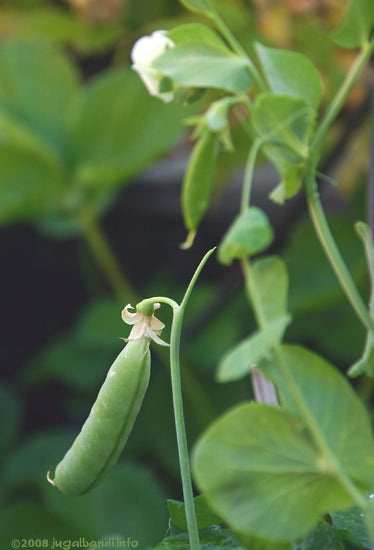 Green Arrow Shelling Peas, Organic