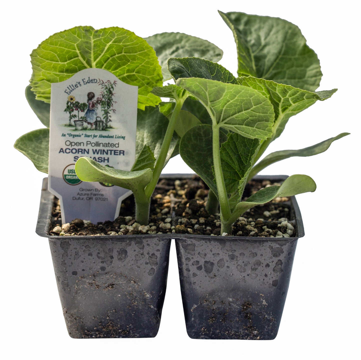 Acorn Winter Squash, Organic