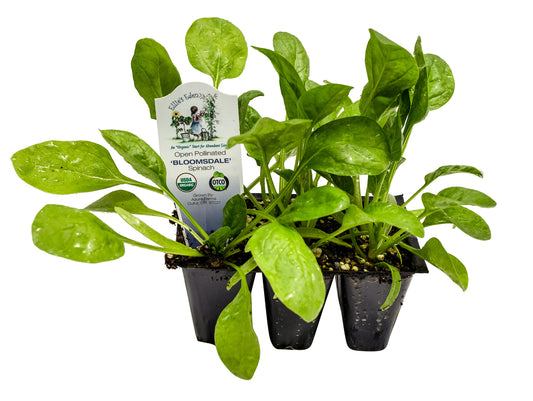 Spinach, Organic