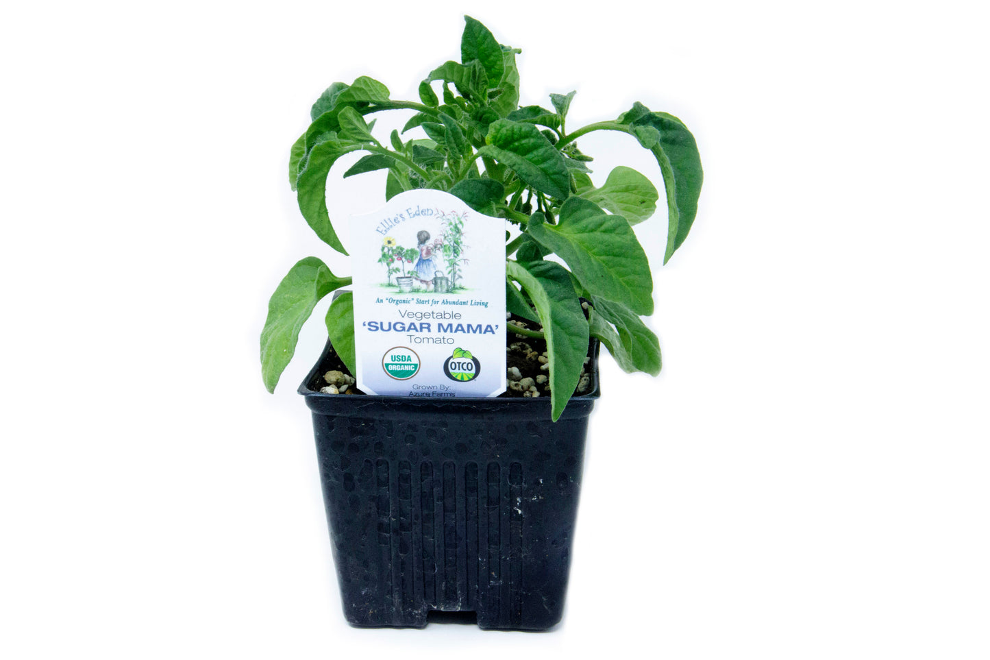 Sugar Mama Tomato, Organic