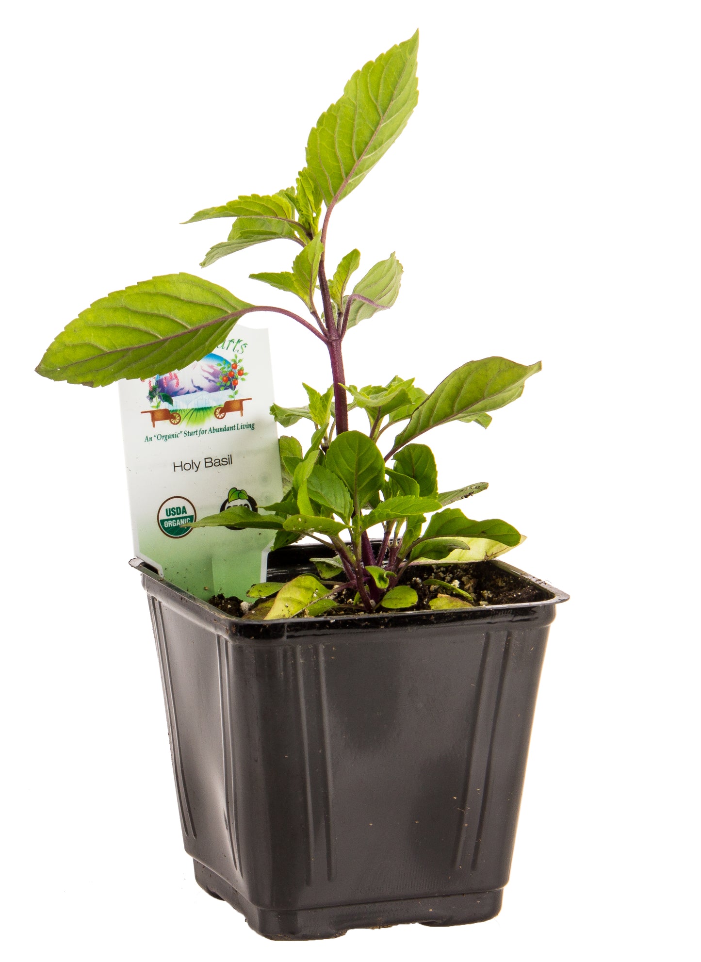 Holy Basil, Organic