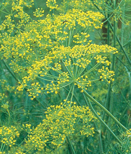 Dill (Banquet), Organic