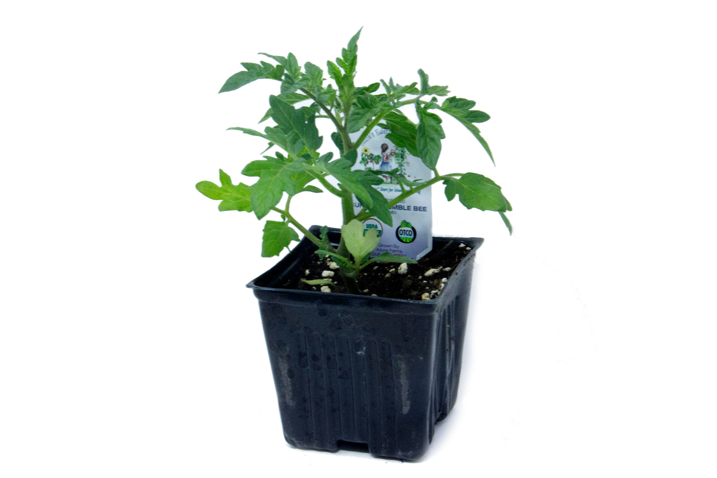 Sunrise Bumblebee Cherry Tomato, Organic