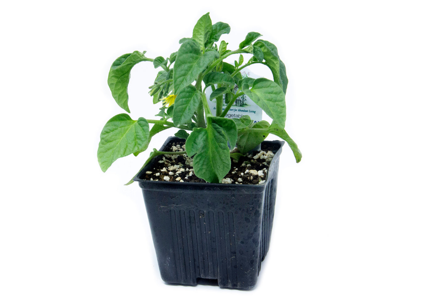 Sugar Mama Tomato, Organic