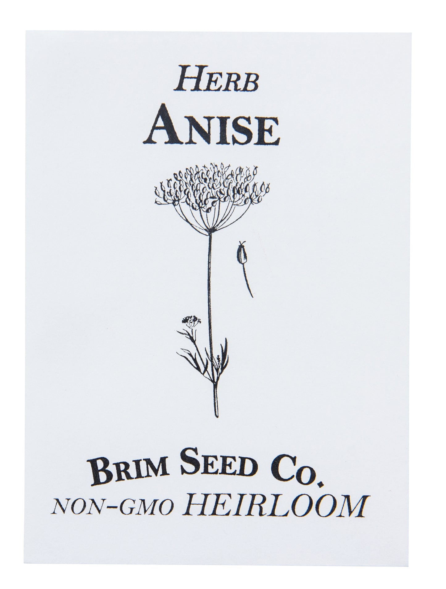 Herb, Anise Heirloom Seed