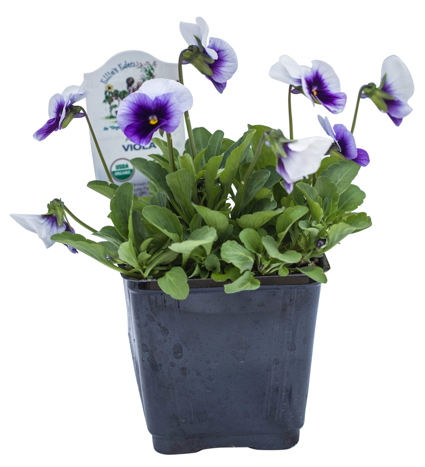 Viola, Organic