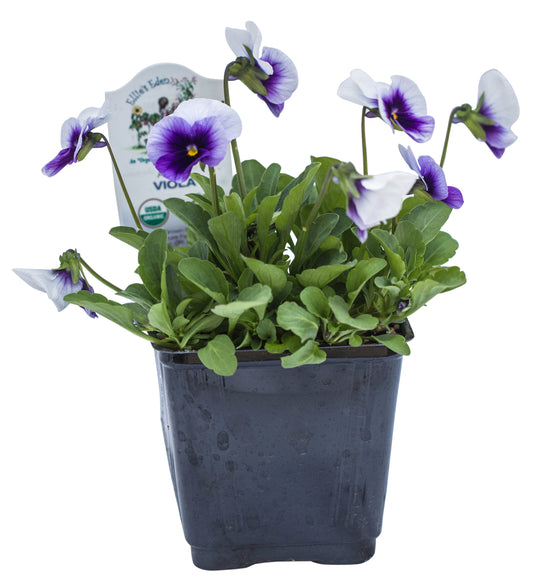 Viola, Organic