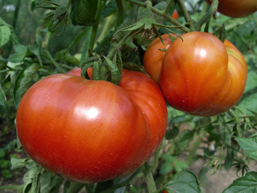 Big Beef Tomato, Organic