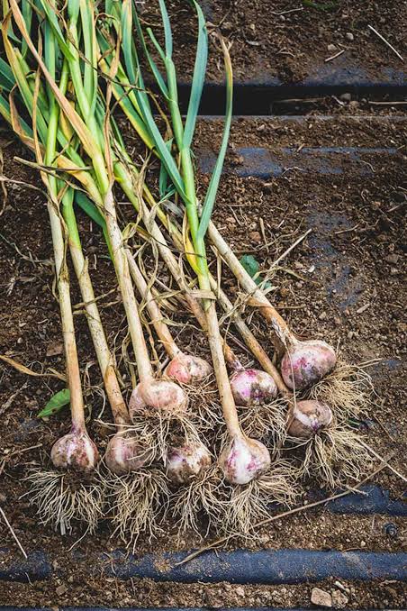 Garlic, Organic