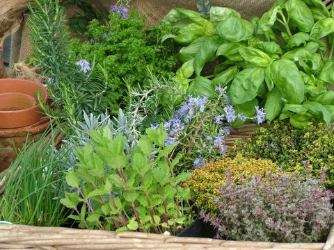 Annual Herb Variety Pack, Organic