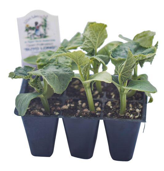 Suyo Long Cucumber, Organic