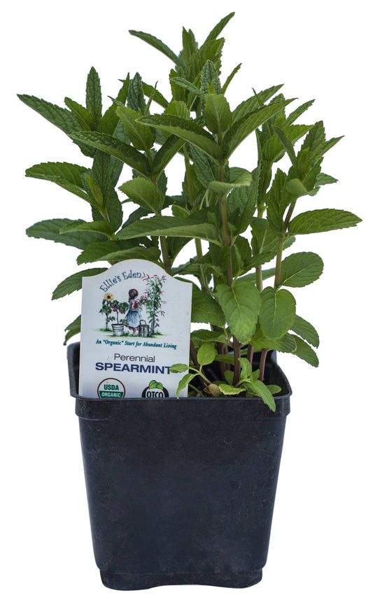 Spearmint, Organic