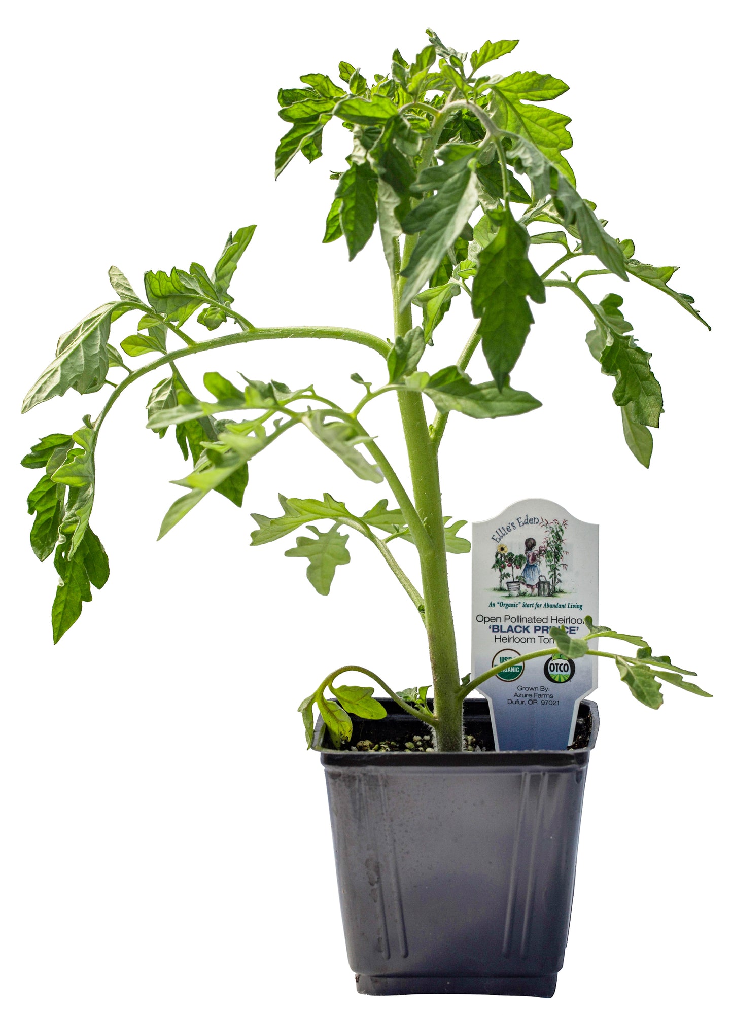 Black Prince Heirloom Tomato, Organic