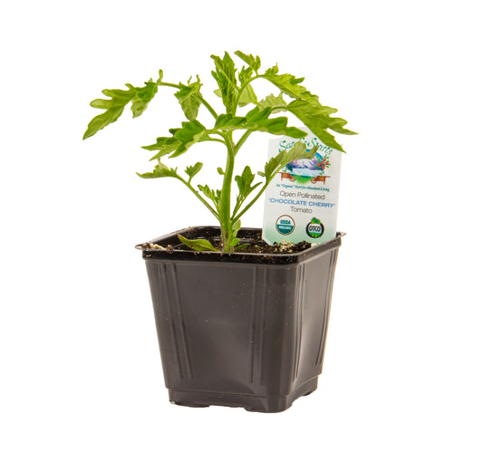 Chocolate Cherry Tomato, Organic
