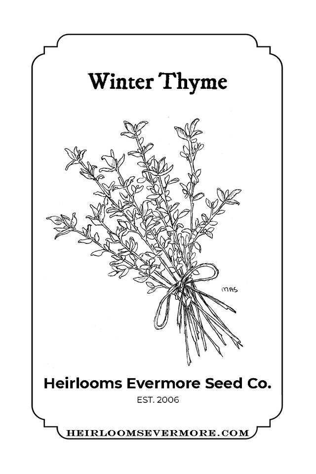 Winter Thyme Seeds