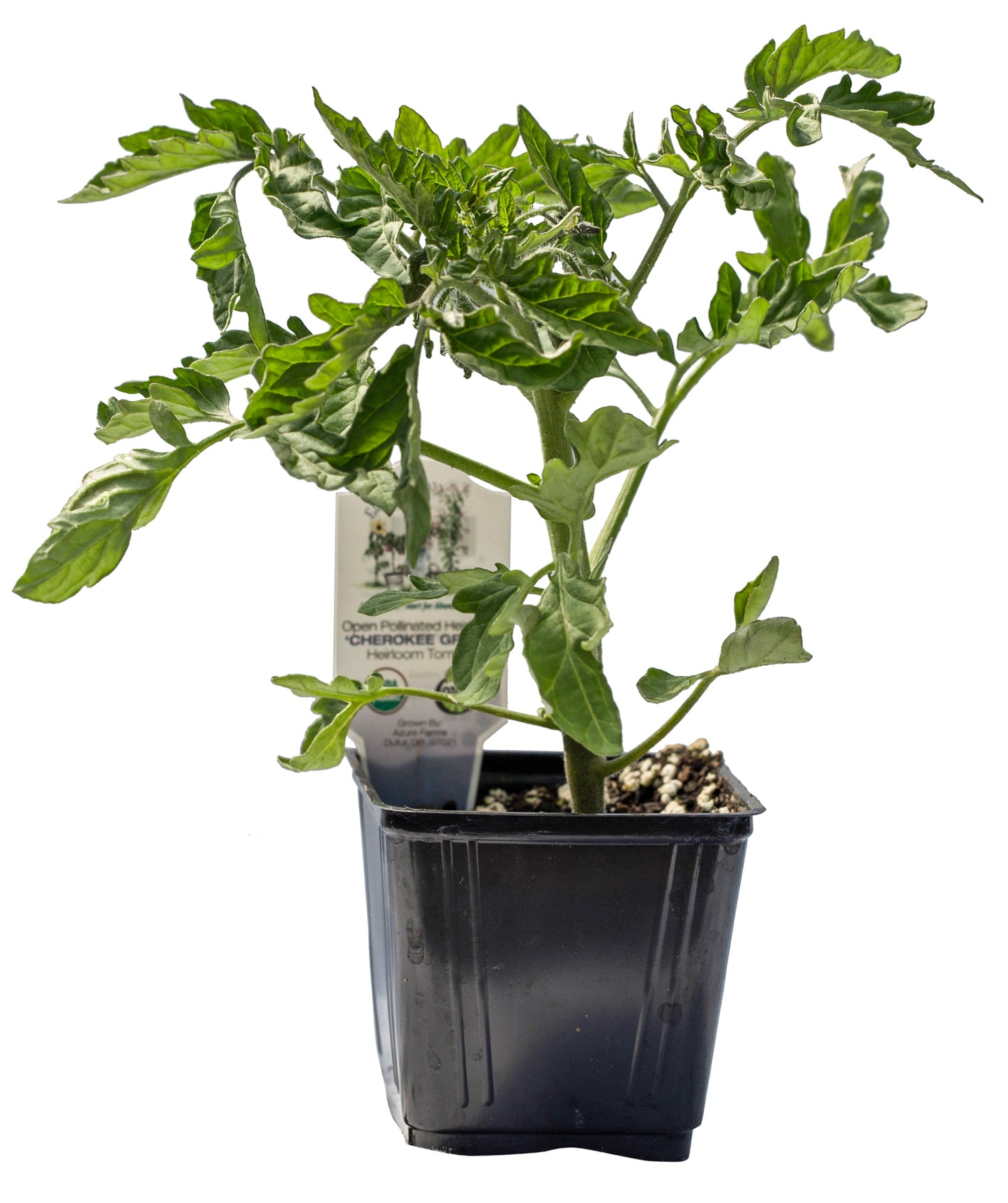 Cherokee Green Heirloom Tomato, Organic