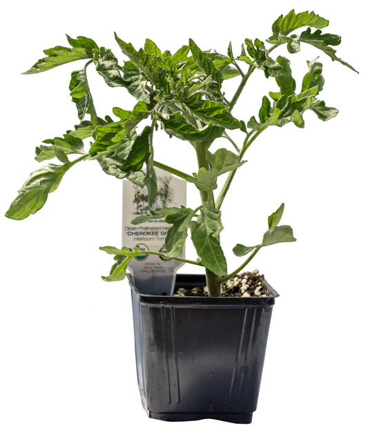 Cherokee Green Heirloom Tomato, Organic