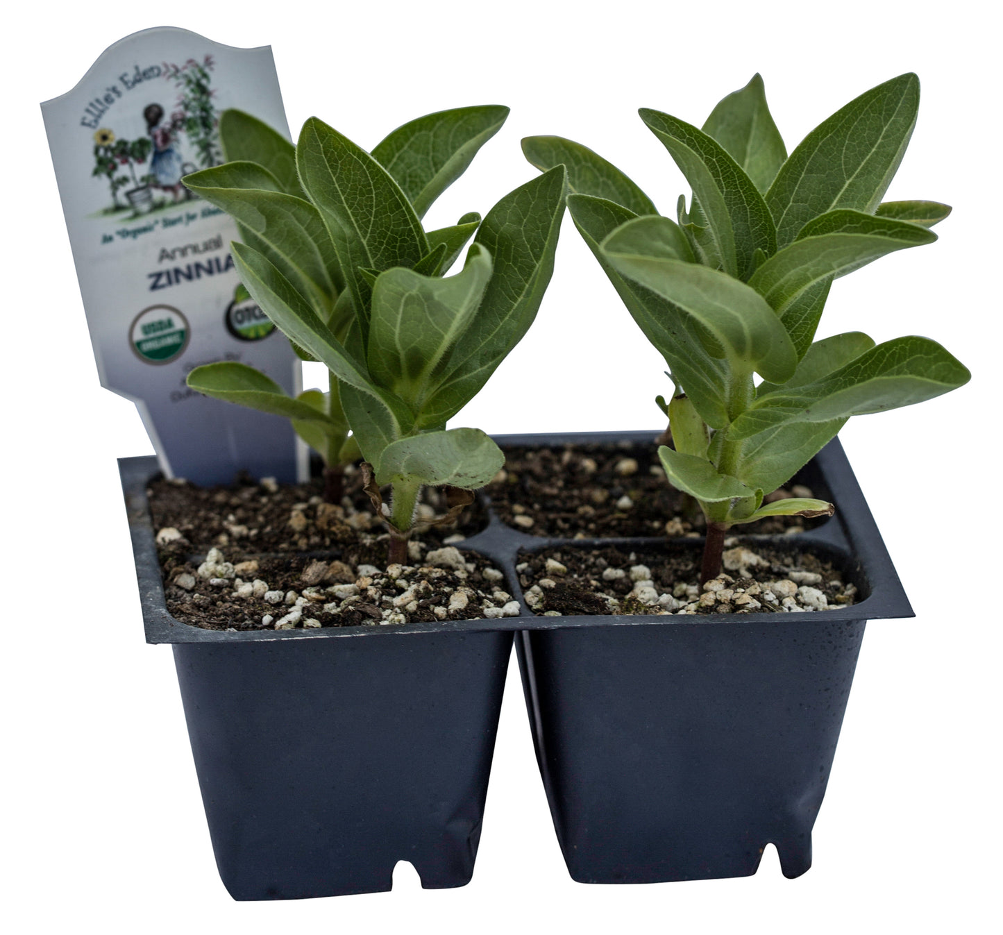 Zinnia, Organic