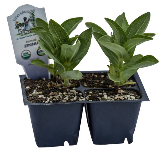 Zinnia, Organic