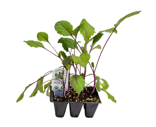 Azure Star Kohlrabi, Organic