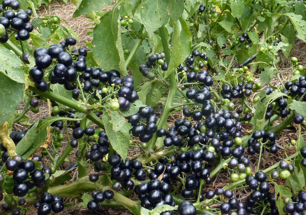 Garden Huckleberries, Organic