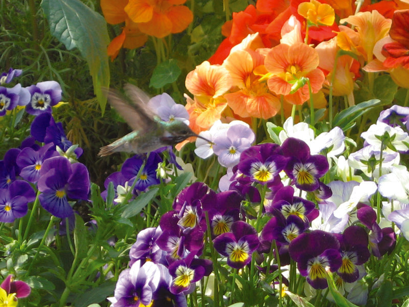 Hummingbird Variety, Organic