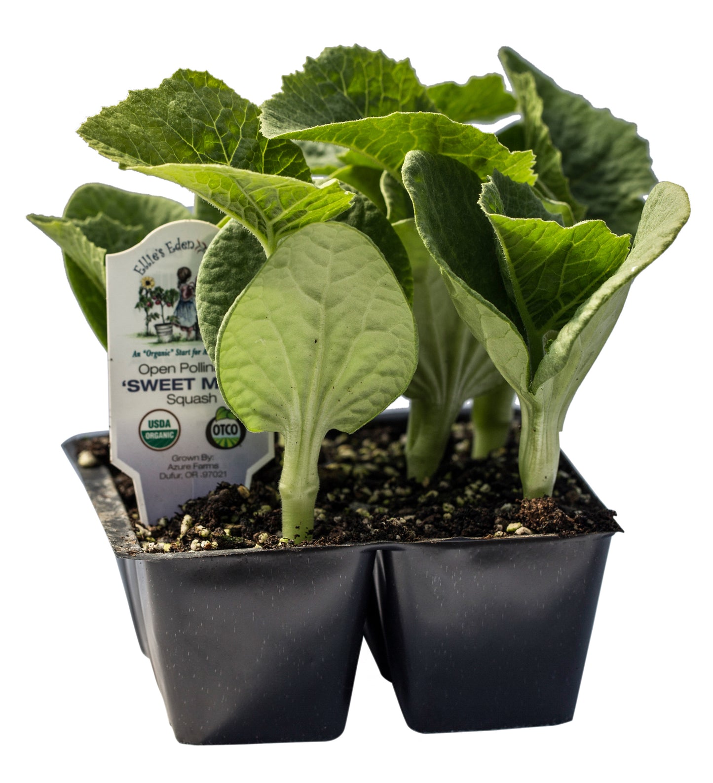 Sweet Meat Squash, Organic