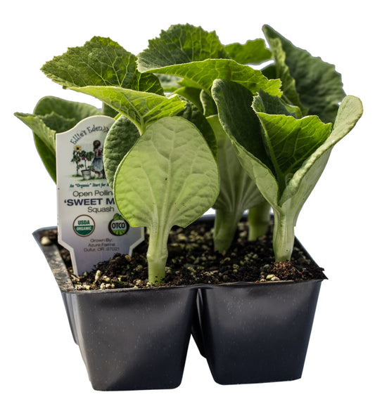 Sweet Meat Squash, Organic