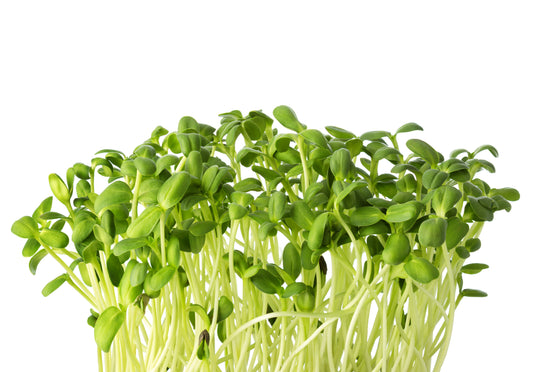 Sunflower, Microgreens, Non GMO
