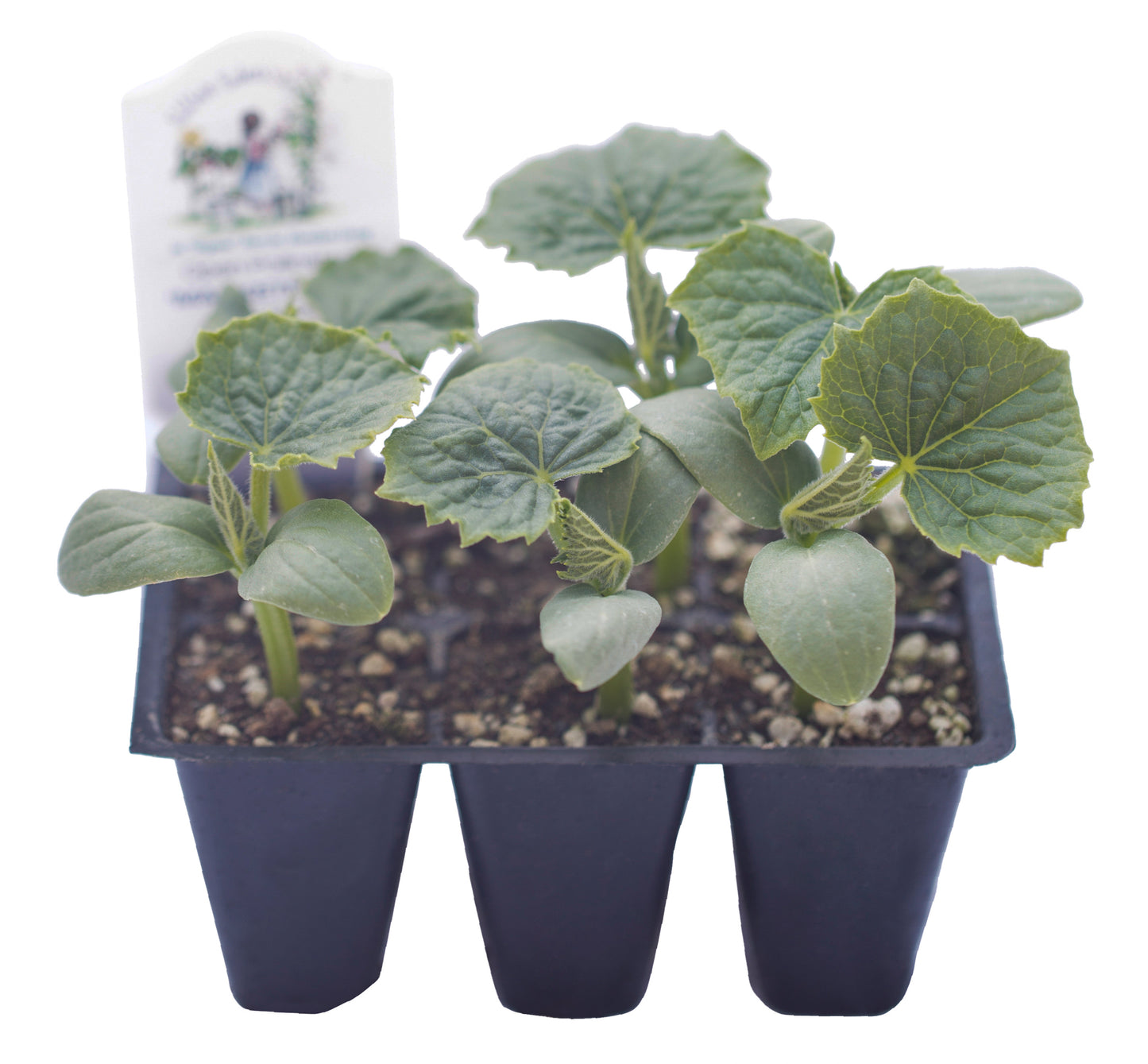 Marketmore Cucumber, Organic