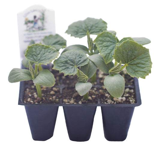 Marketmore Cucumber, Organic