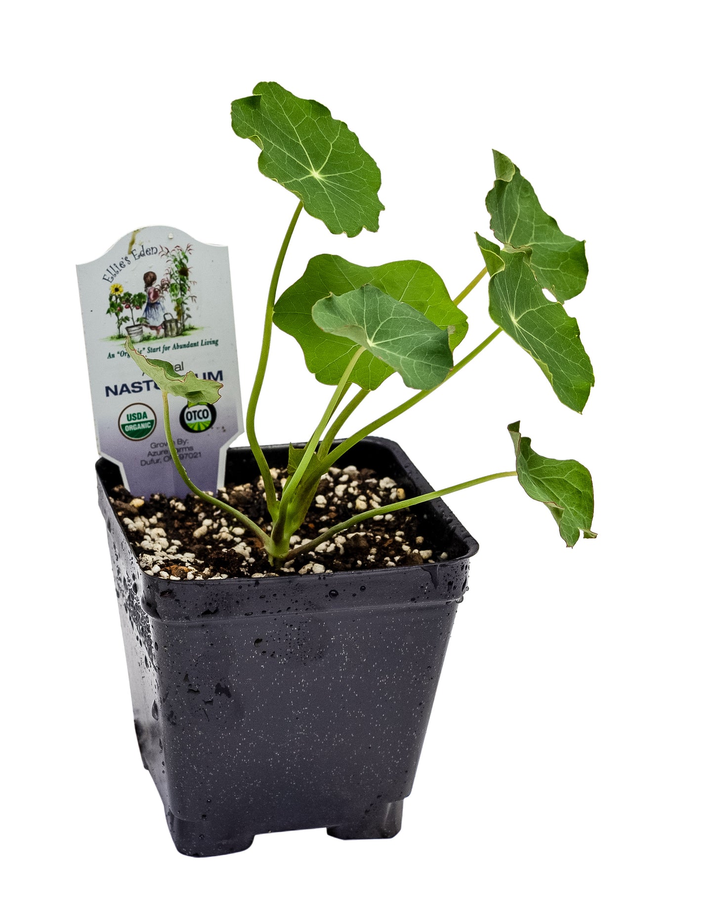 Nasturtium, Organic