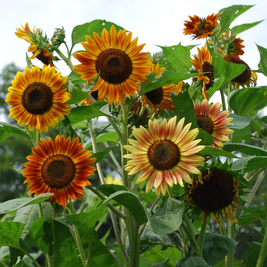 Sunflower (Evening Sun), Organic