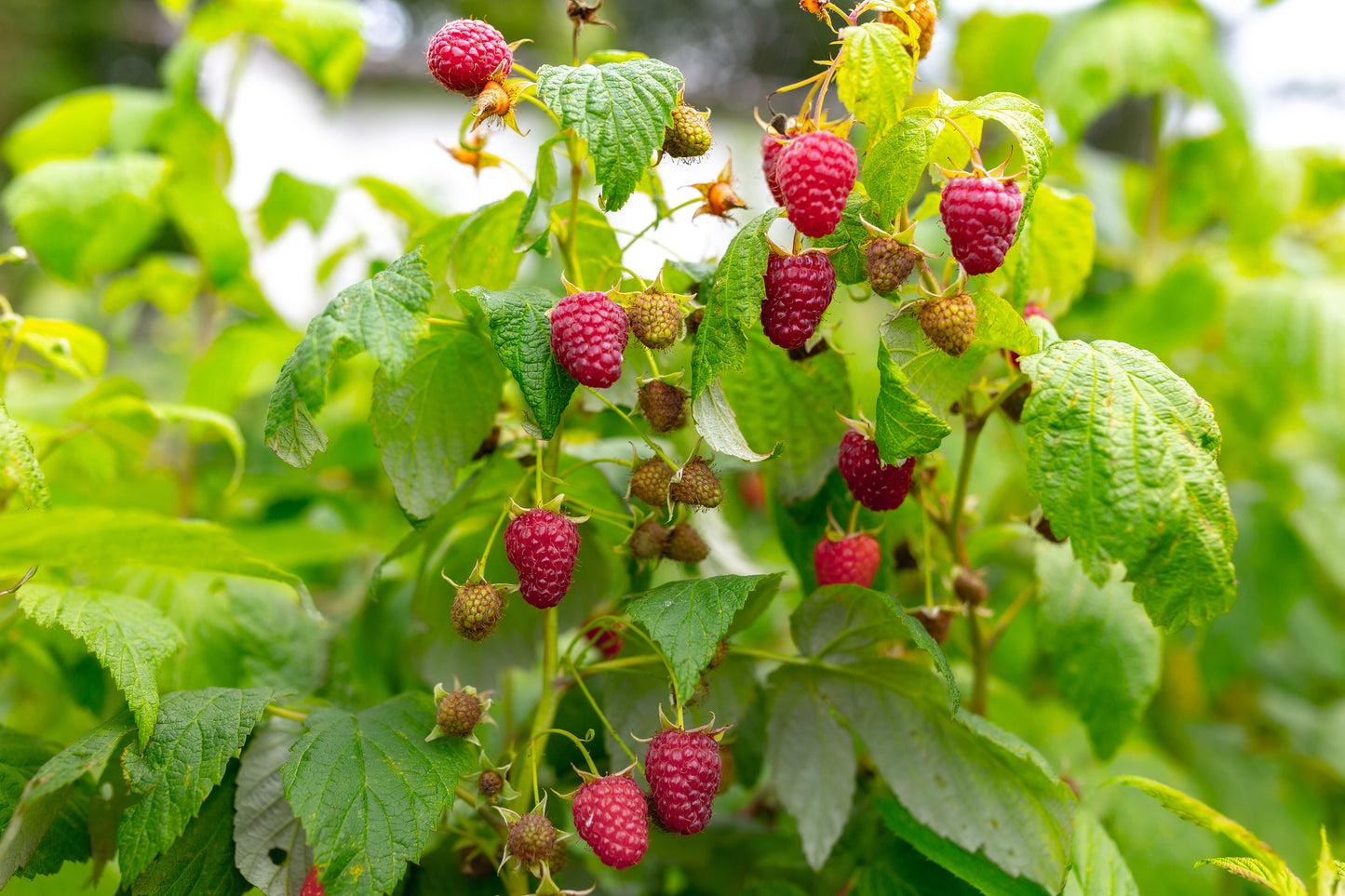 Red Raspberry Shoot, Organic