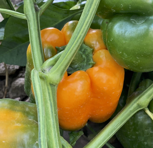 Etiuda Orange Pepper Seed, Organic
