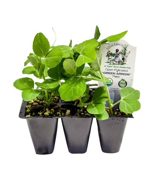 Green Arrow Shelling Peas, Organic