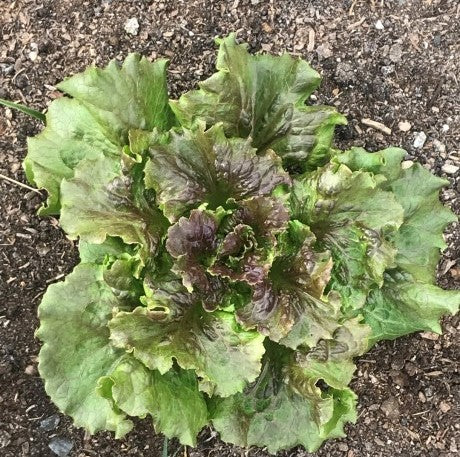 Michelle Lettuce, Organic