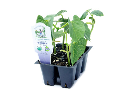 Fortex Pole Bean, Organic