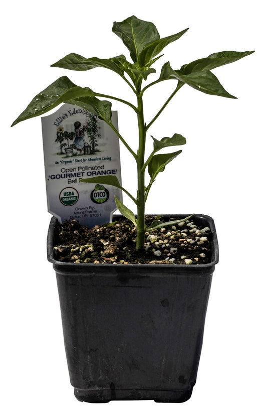 Gourmet Orange Bell Pepper, Organic