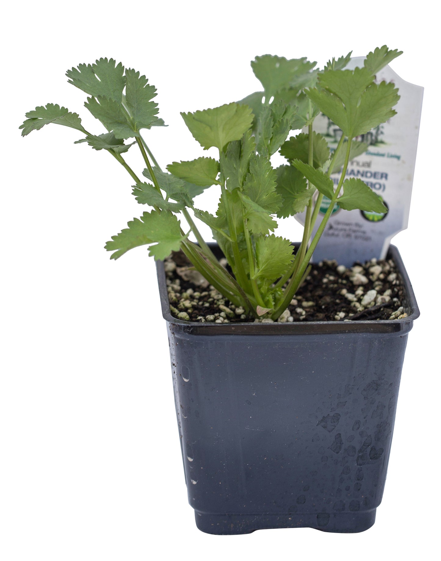 Cilantro, Organic
