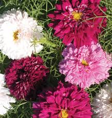 Cosmos, Double Click Mix, Organic