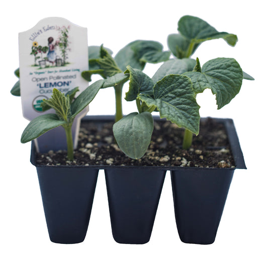 Lemon Cucumber, Organic
