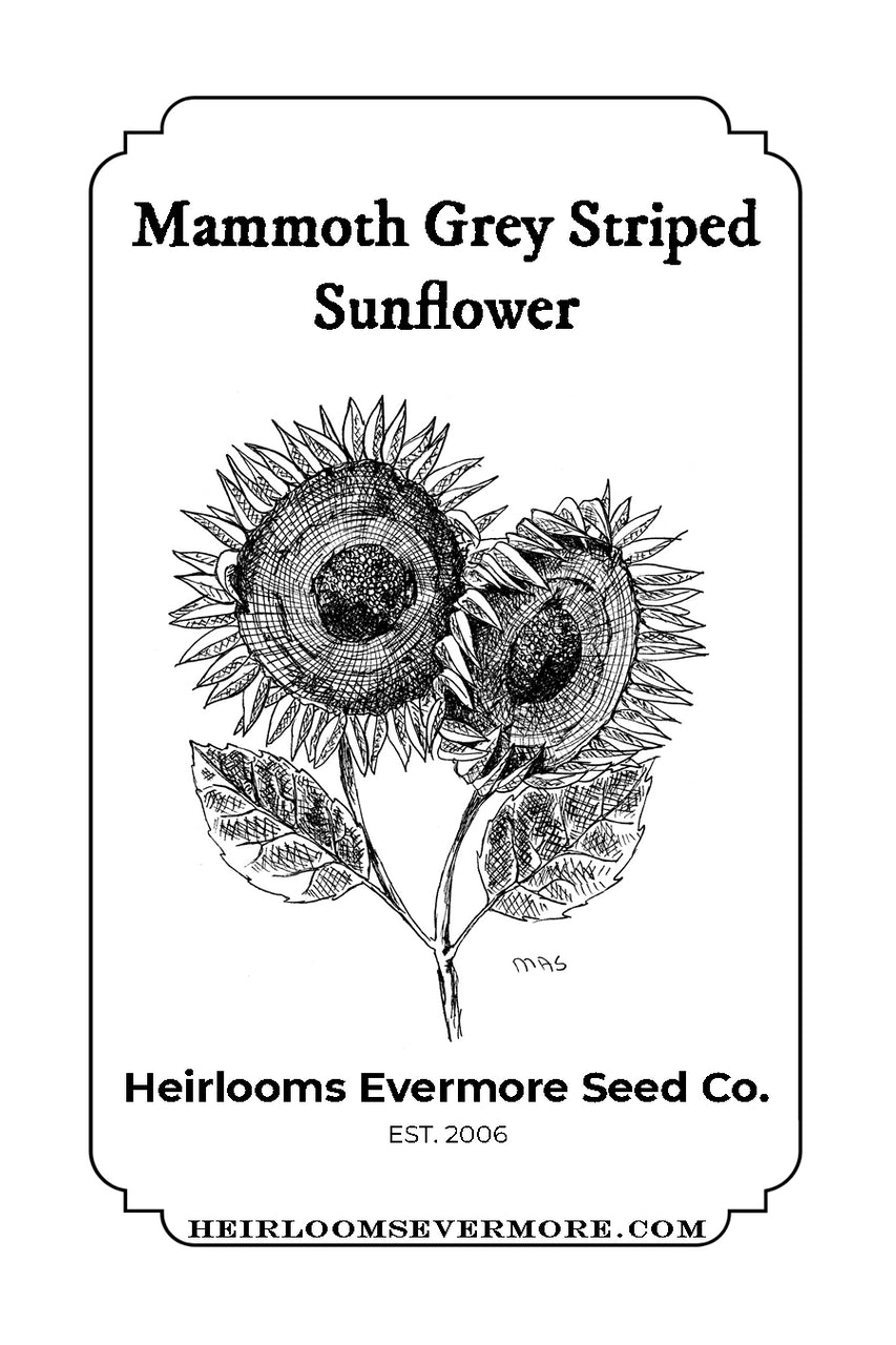 Sunflower Mammoth Gray Striped