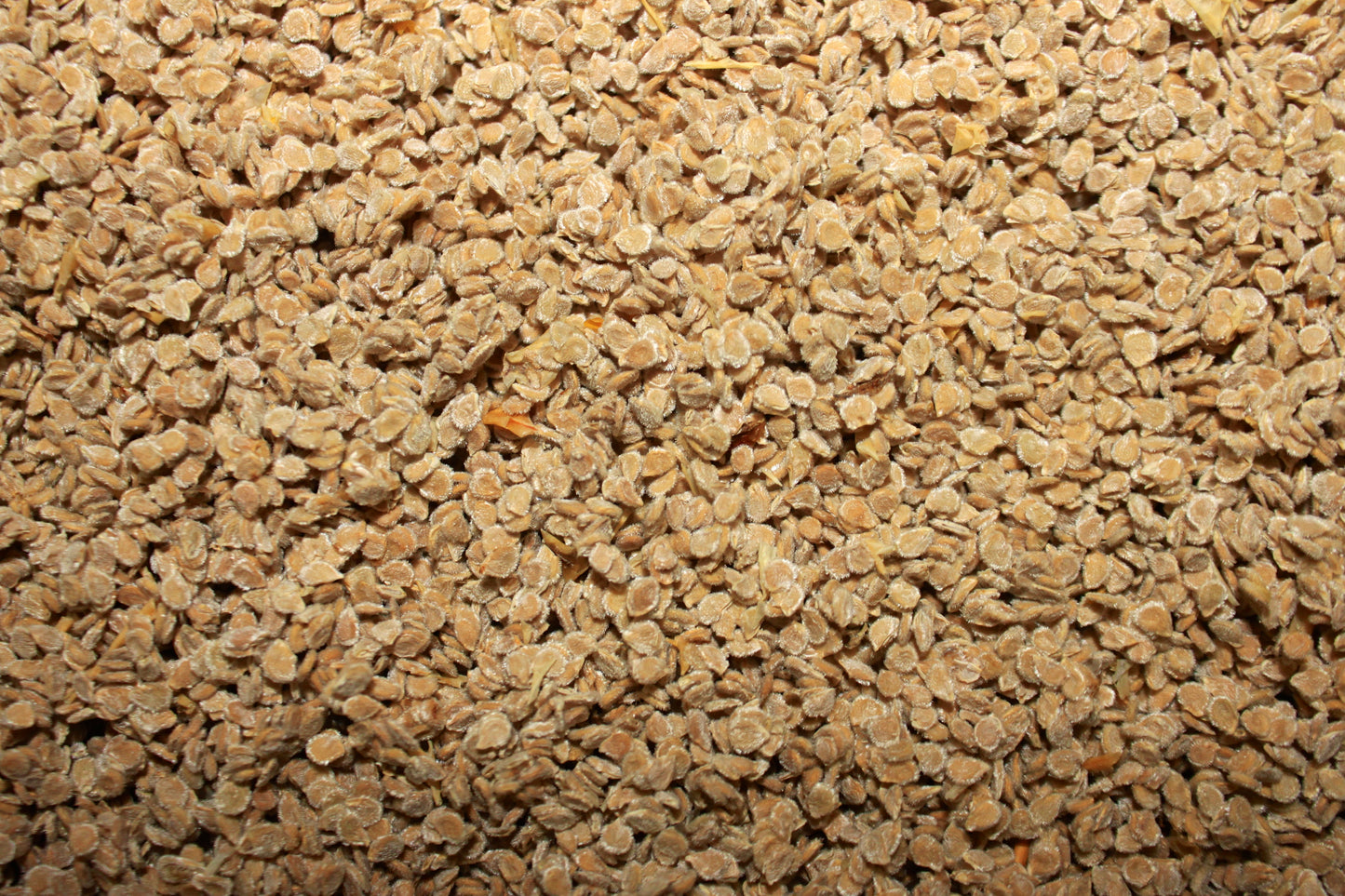 Belgian Farmer's Beefsteak Tomato Seed, Organic