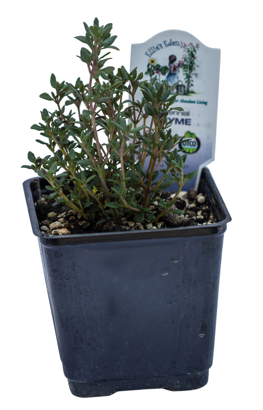 Thyme, Organic