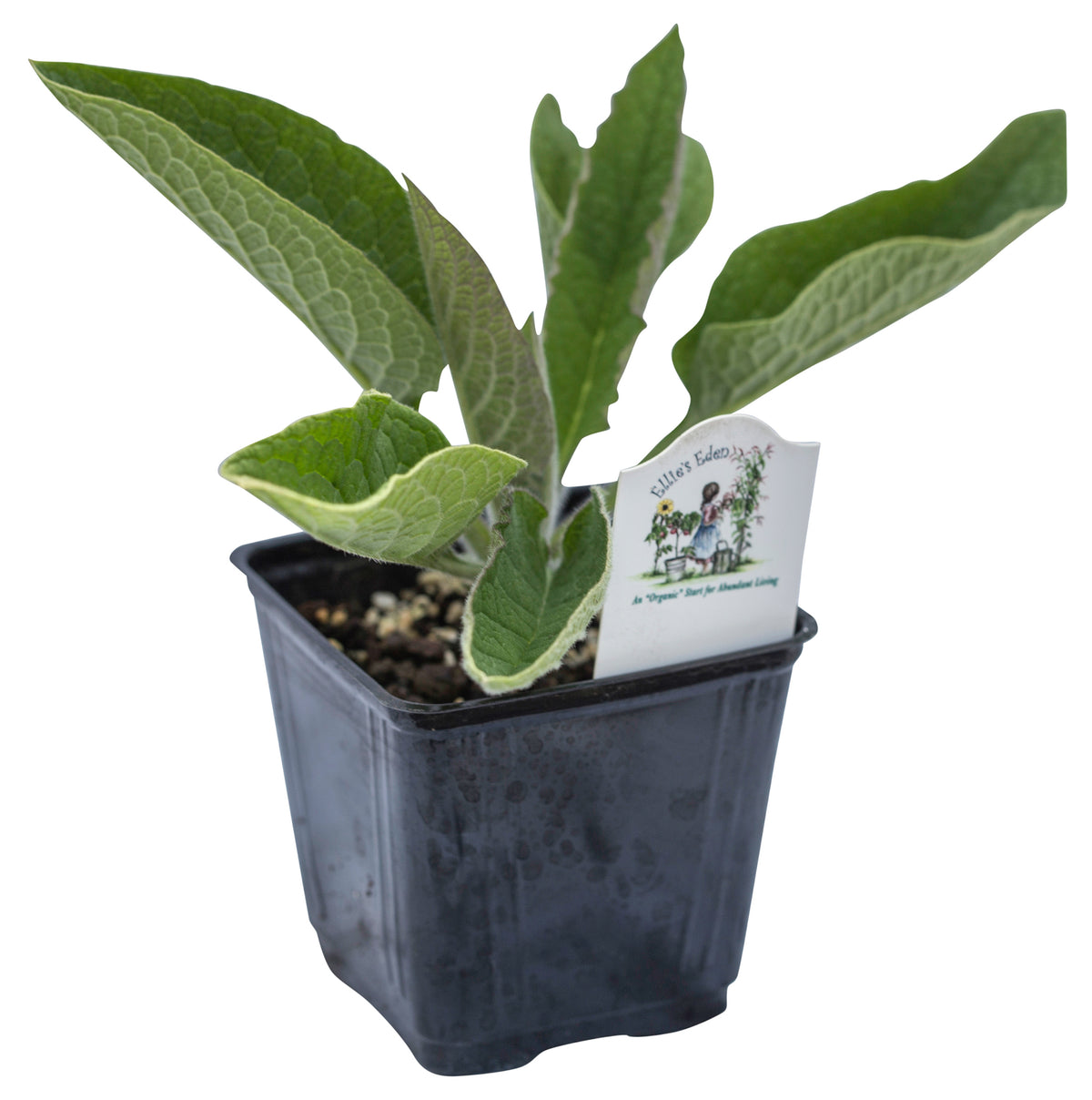 Comfrey, Organic