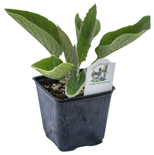 Comfrey, Organic